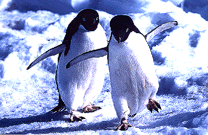 南極に生息するペンギン