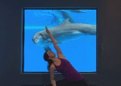イルカを眺めながら楽しむ「ヨガ教室」開講