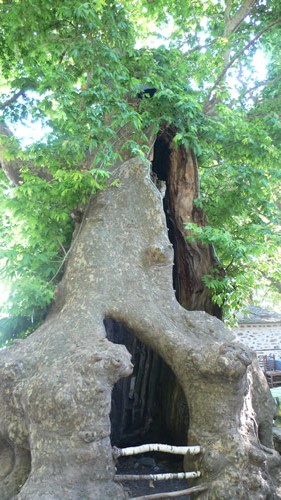 プラタナスの老木