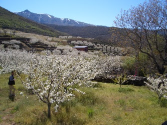 桜が満開を迎えるヘルテ渓谷