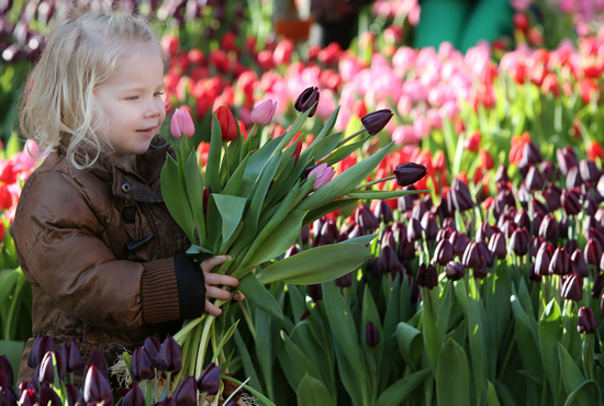 「花の王国オランダ」で花摘み体験を楽しむ旅