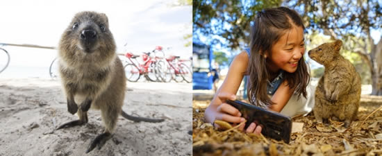 西オーストラリアからやって来た世界一幸せな動物 クオッカ 旅コム