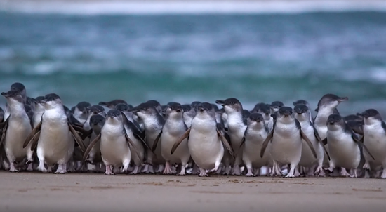 世界初！野生動物の楽園フィリップ島から「ペンギンパレード」が生配信