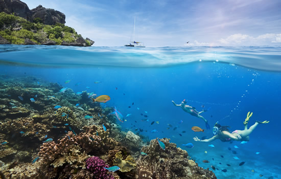 海にサンゴ礁ブーケ　フィジー政府観光局が環境に優しいバレンタインプロジェクトを発表