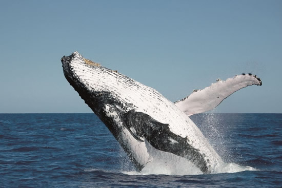ウィットサンデー地域がクジラ保護地域に認定