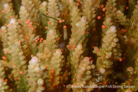 サイパンで「珊瑚の産卵観察」ナイトダイビング体験